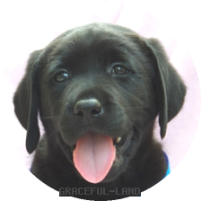 英国ラブラドールの子犬